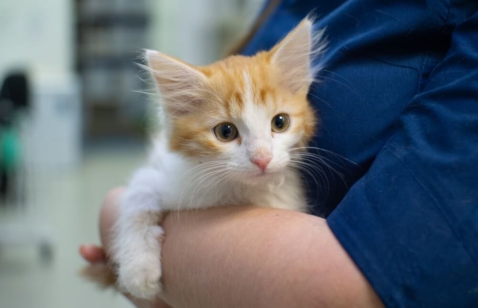 kitten first vet visit